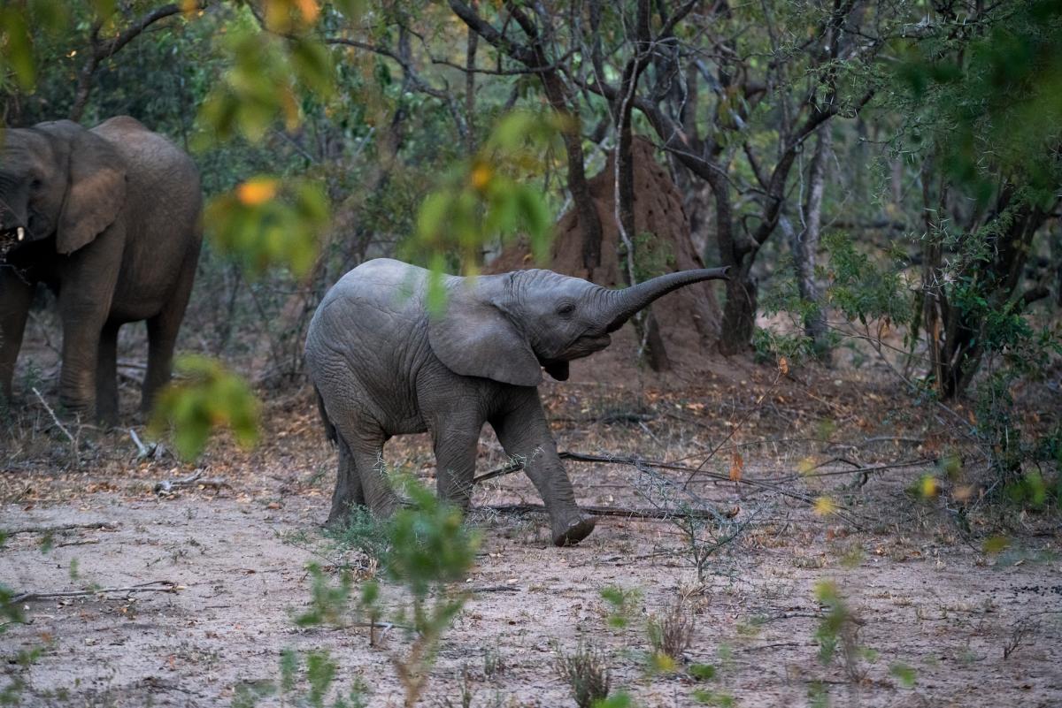 african forest elephant is among the animals in congo rainforest