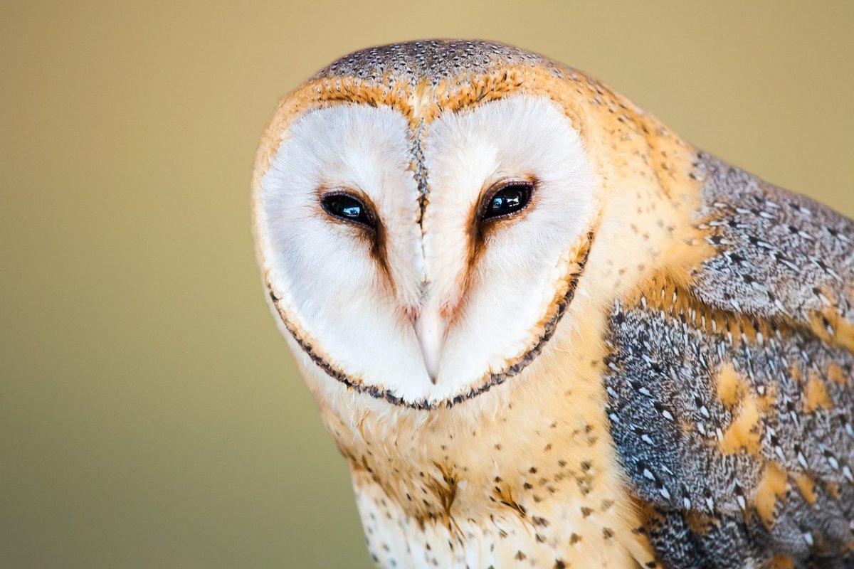 african grass owl