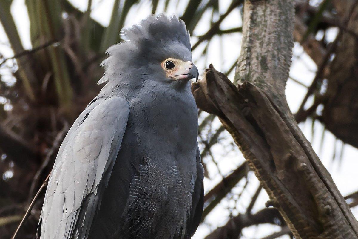 african harrier hawk is among the endangered animals in sierra leone