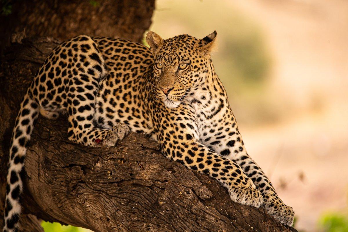 african leopard is benin national animal