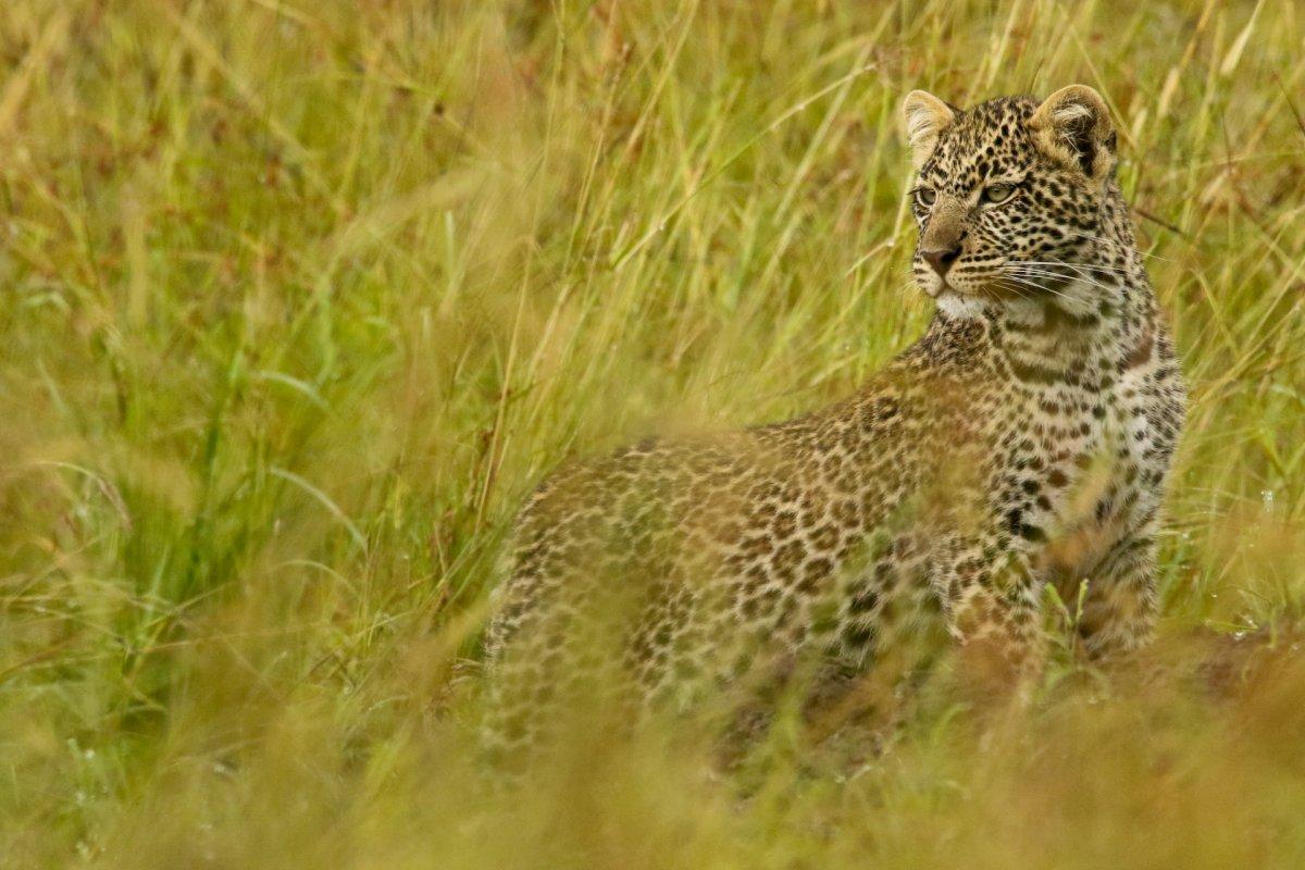 african leopard is somalia national animal