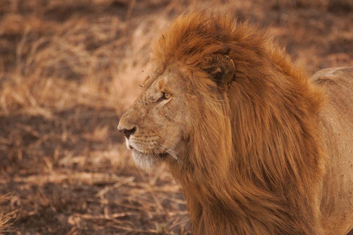 african lion is the senegal national animal