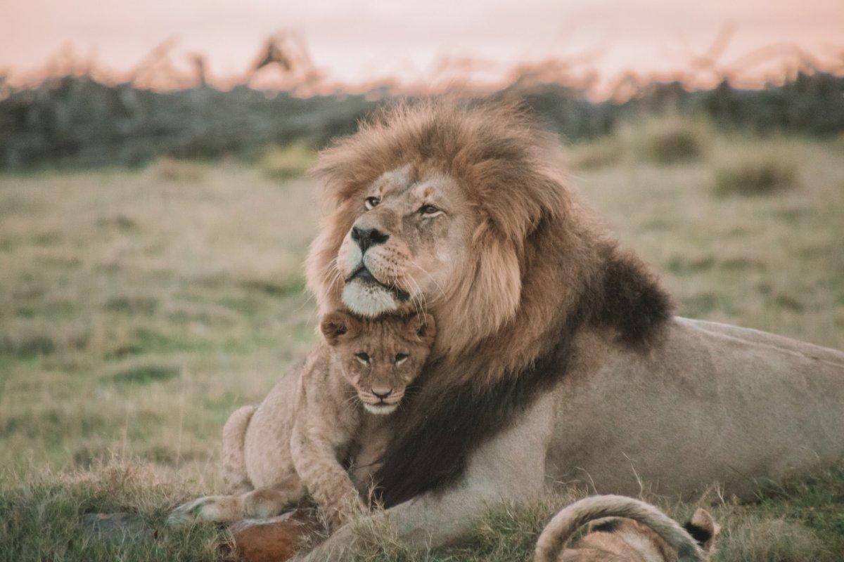 african lion is the togo national animal