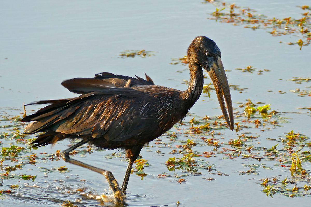 african openbill