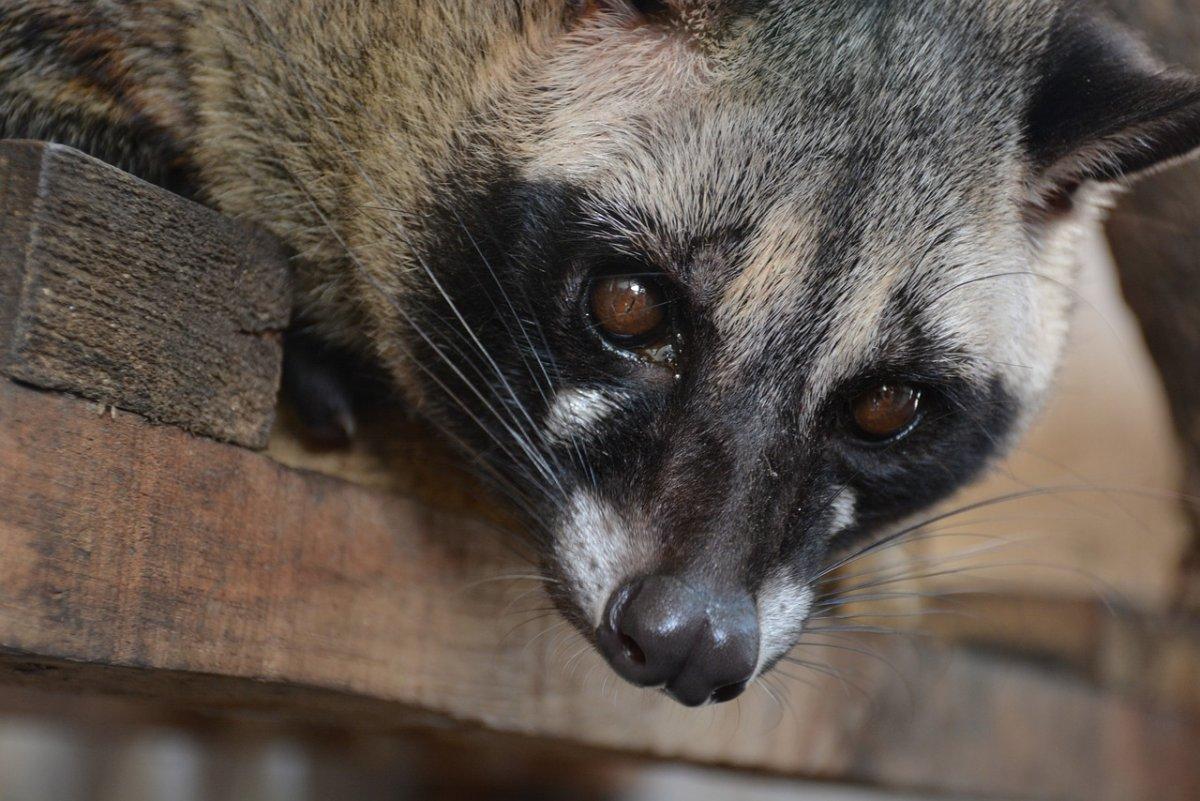 african palm civet is among the animals of ghana