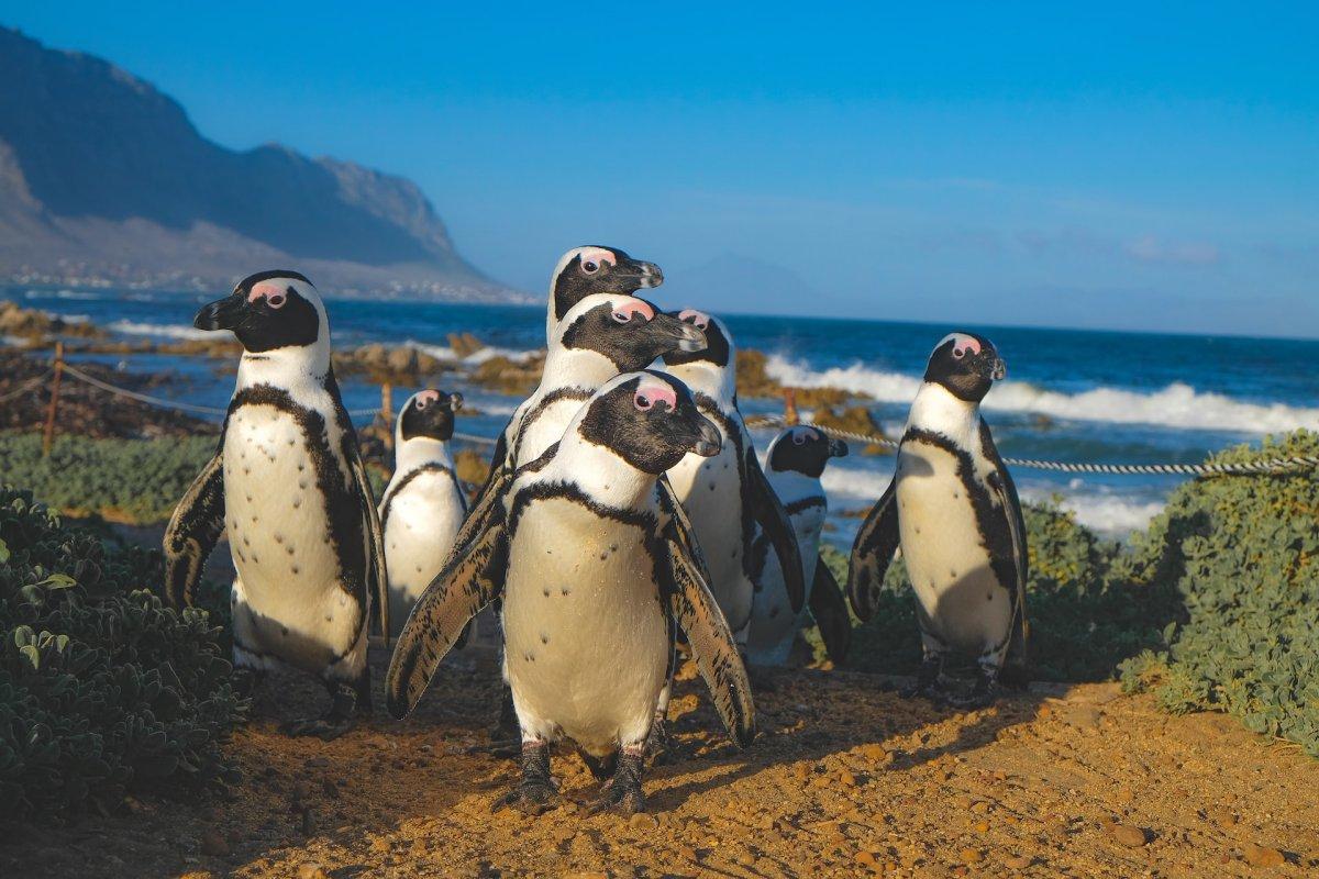 african penguin is in the wild animals of south africa