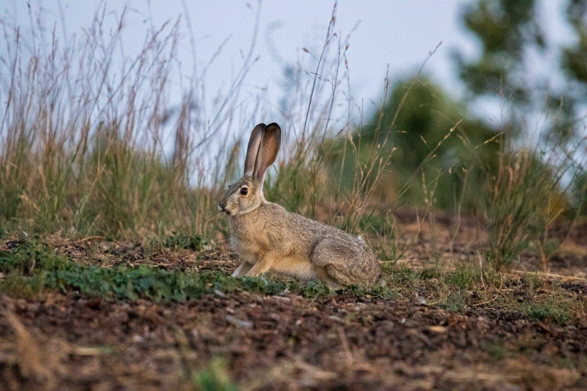 african savanna hare in the savanna