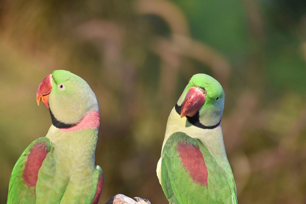 alexandrine parakeet is one of the animals from pakistan