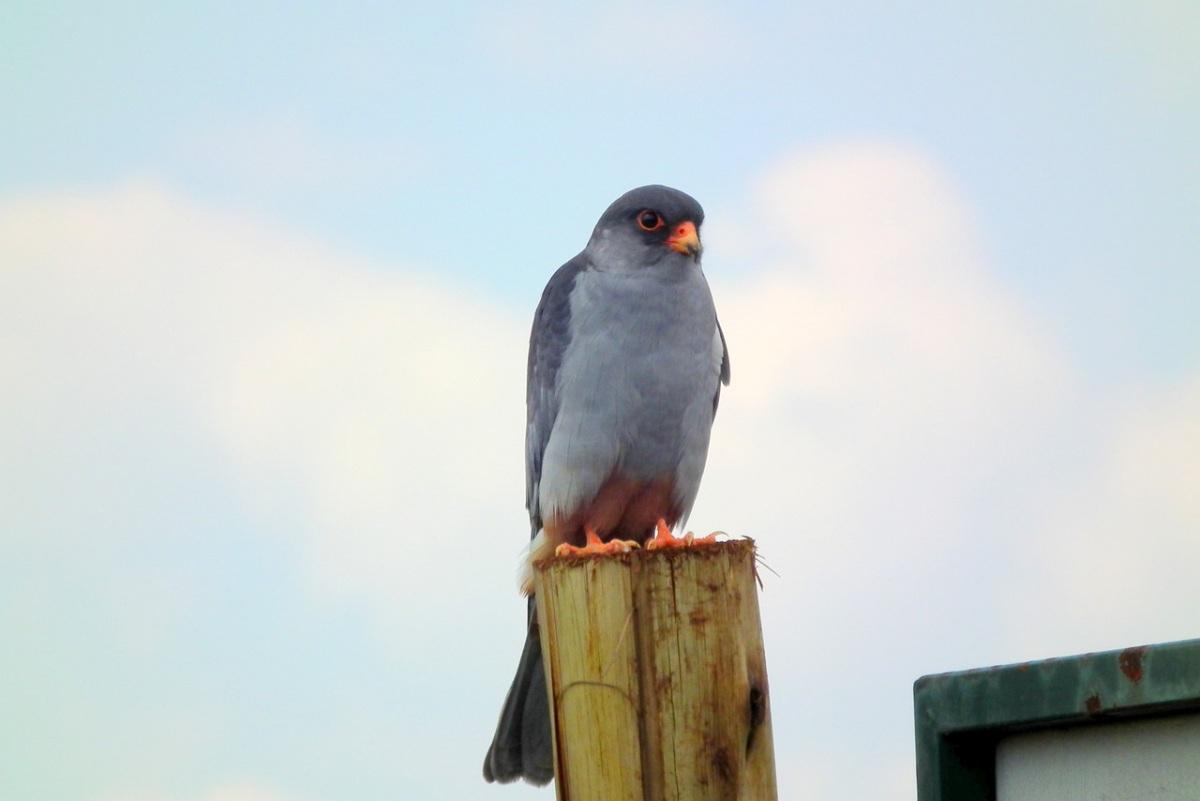 amur falcon