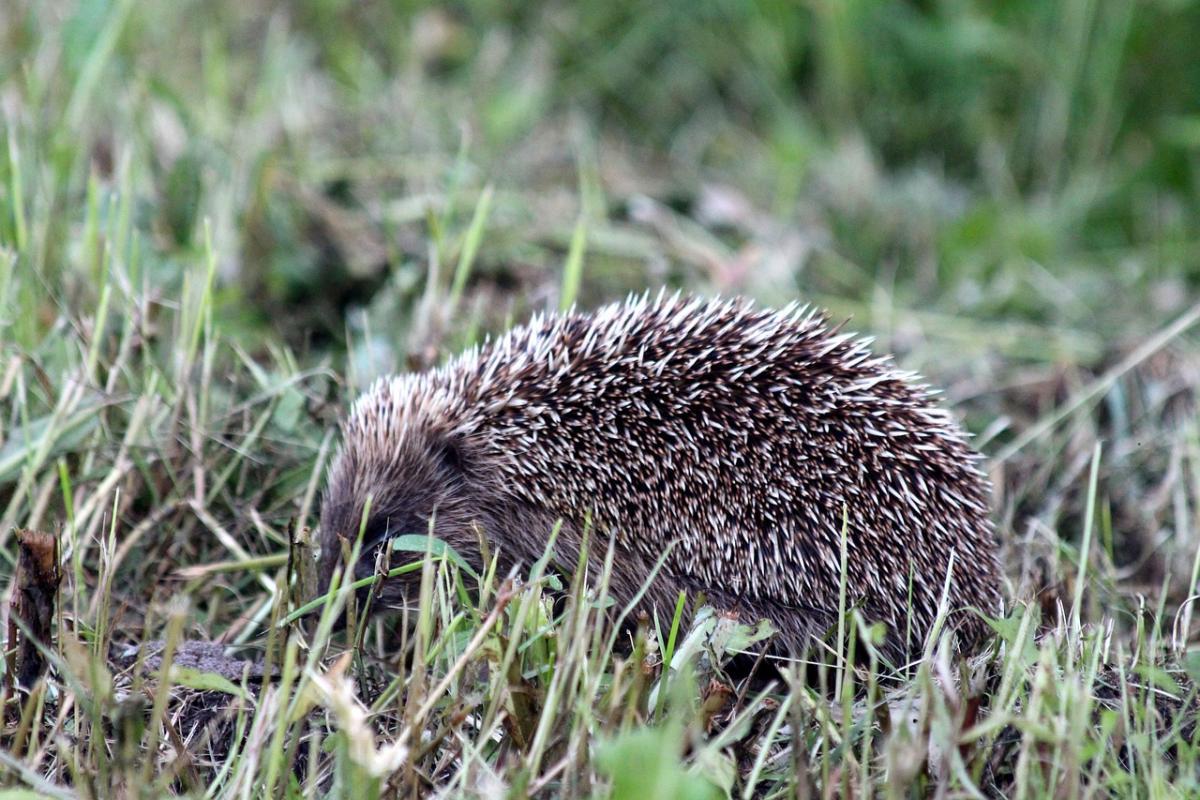 amur hedgehog is among the animals from south korea