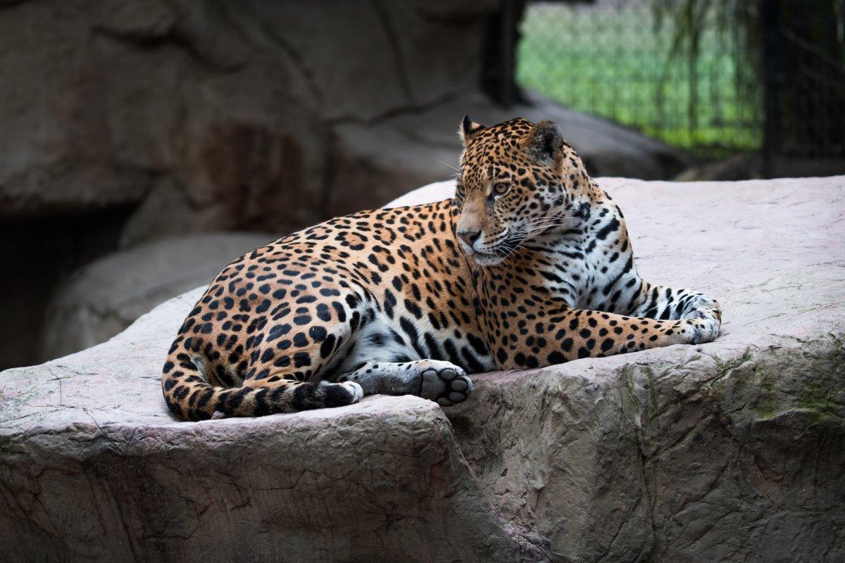 anatolian leopard is one of the wild animals of turkey