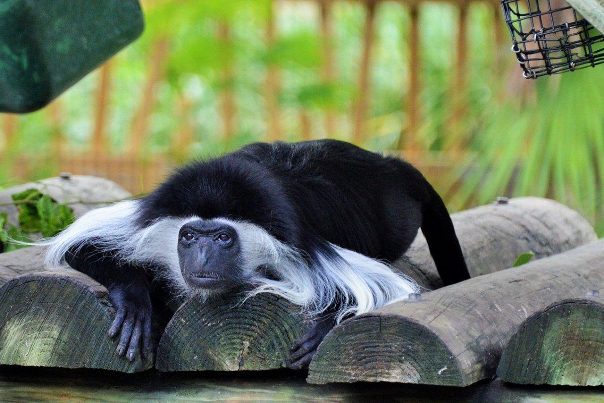 angola colobus is among the animals in burundi