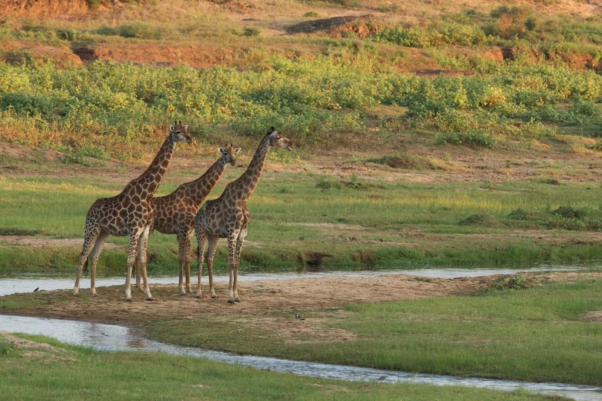 angolan giraffe