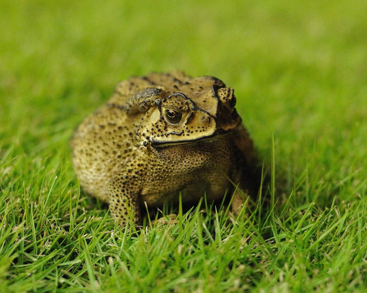 asian black spined toad