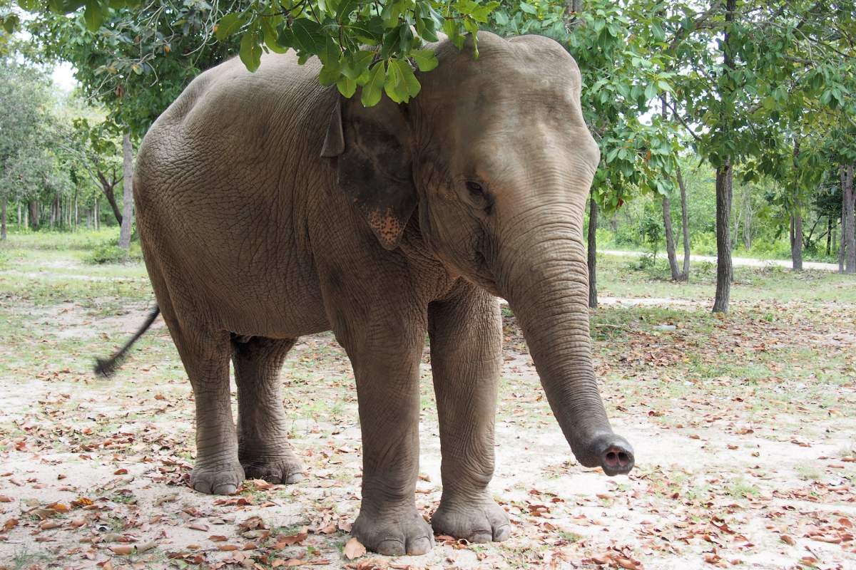asian elephant is among the cambodia animals