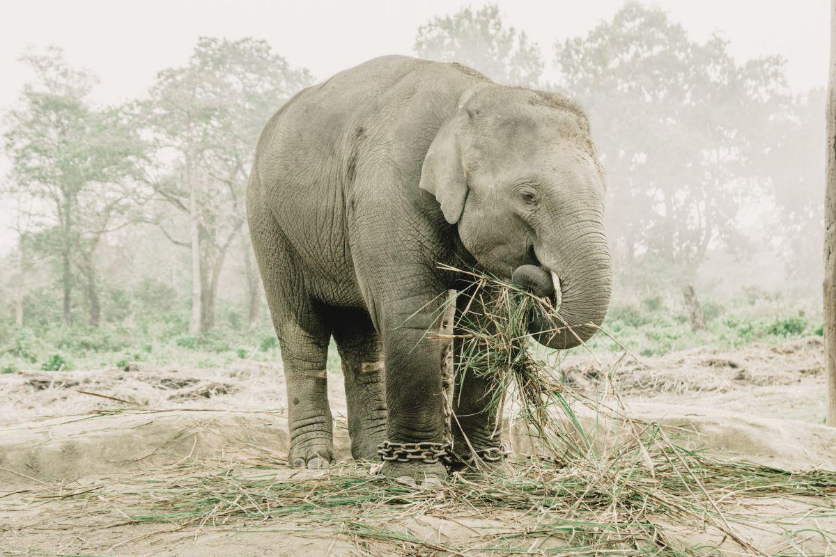 asian elephant is one of the nepal animals