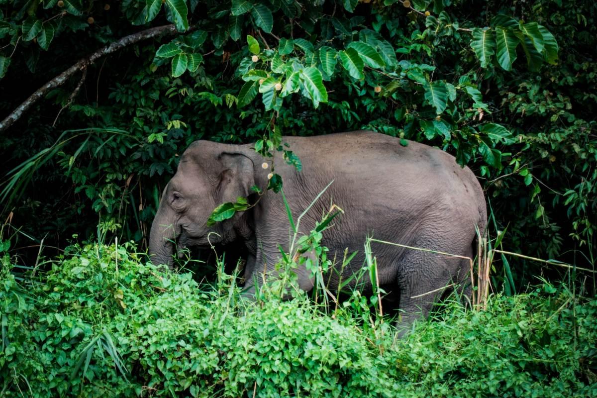 asian elephant is the national animal of laos