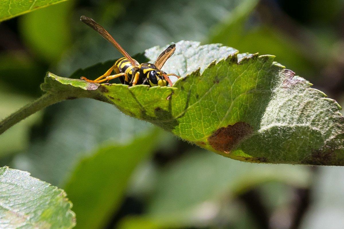 asian giant hornet is one of the japan animals