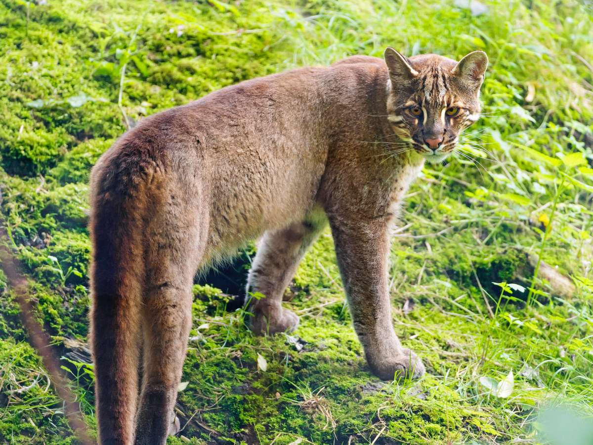 asian golden cat