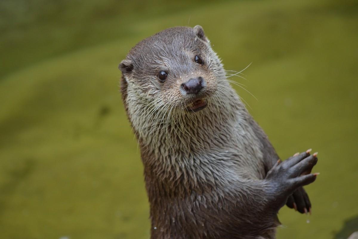 asian small clawed otter is among china's animals