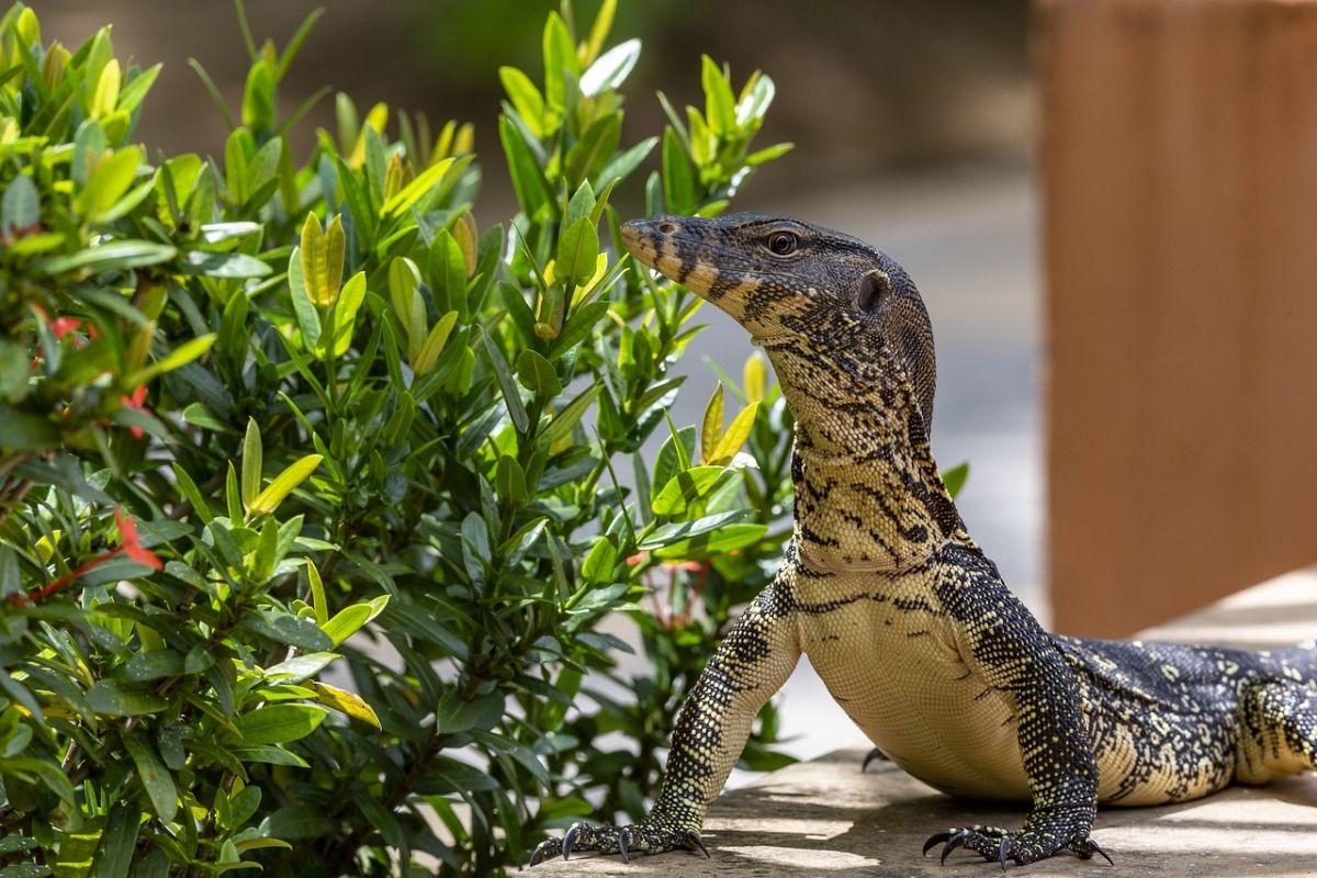asian water monitor is in the list of animals in vietnam