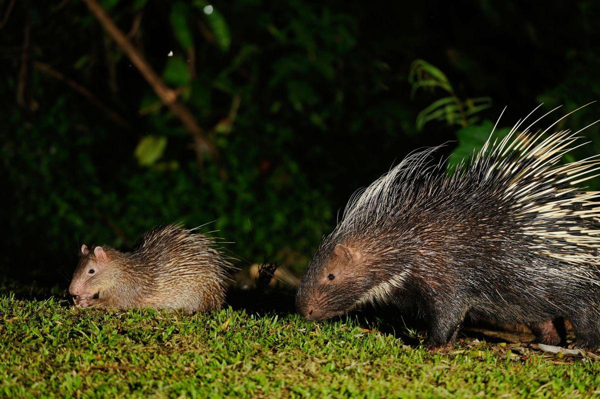 asiatic brush-tailed porcupine is among the bangladesh native animals