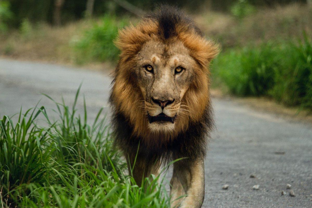 asiatic lion is among the animals found in india