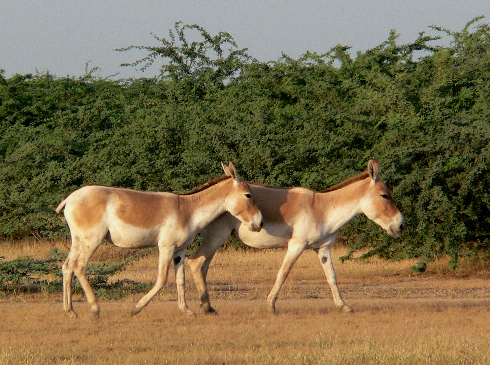 asiatic wild ass is part of the mongolia wildlife