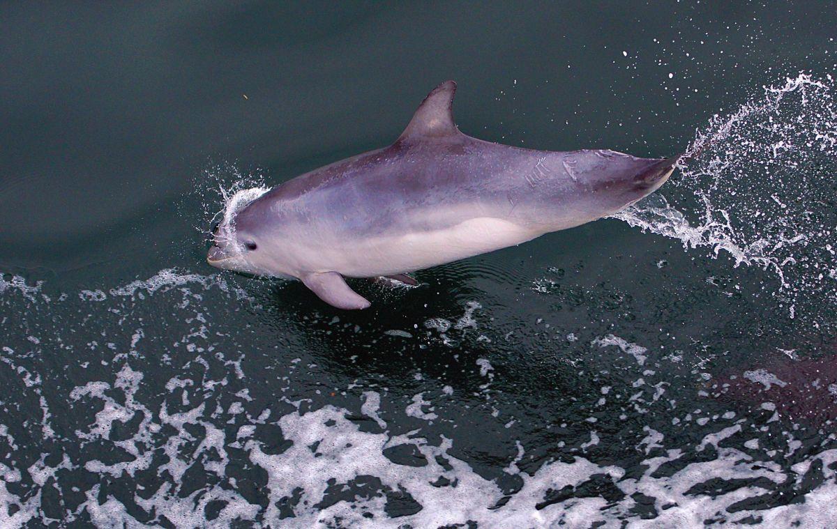 atlantic humpback dolphin is one of the animals that live in ghana