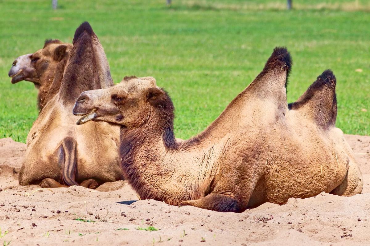 bactrian camel is part of the china wildlife
