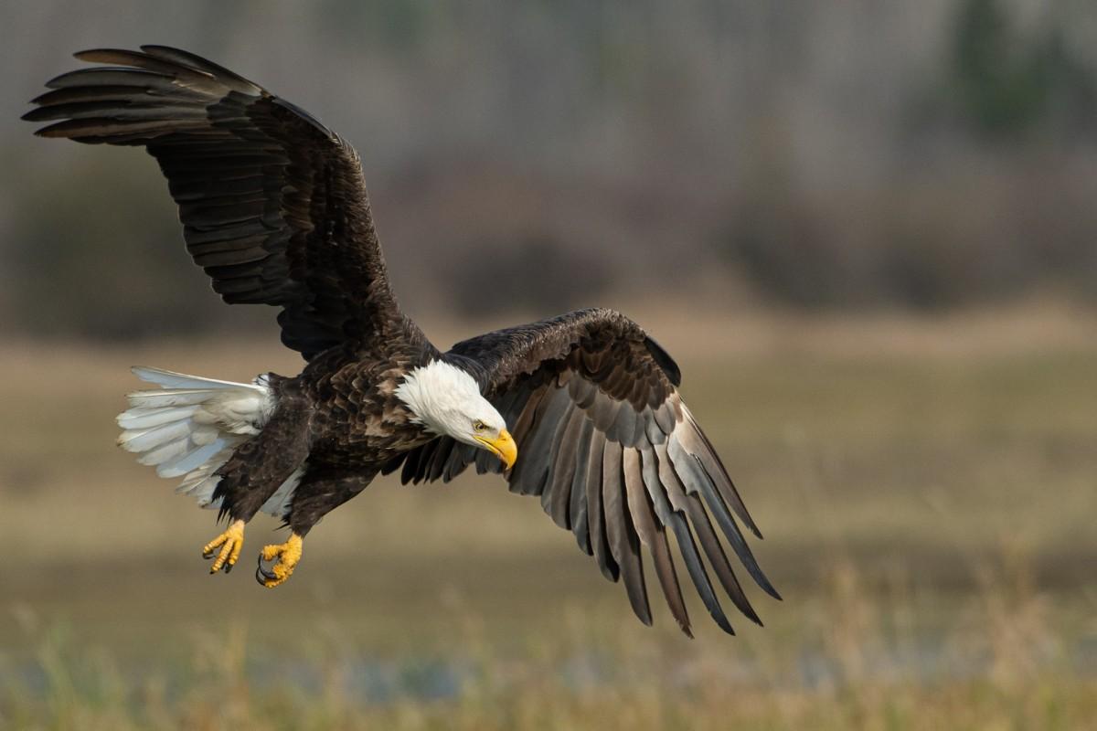 bald eagle is the ghana national animal