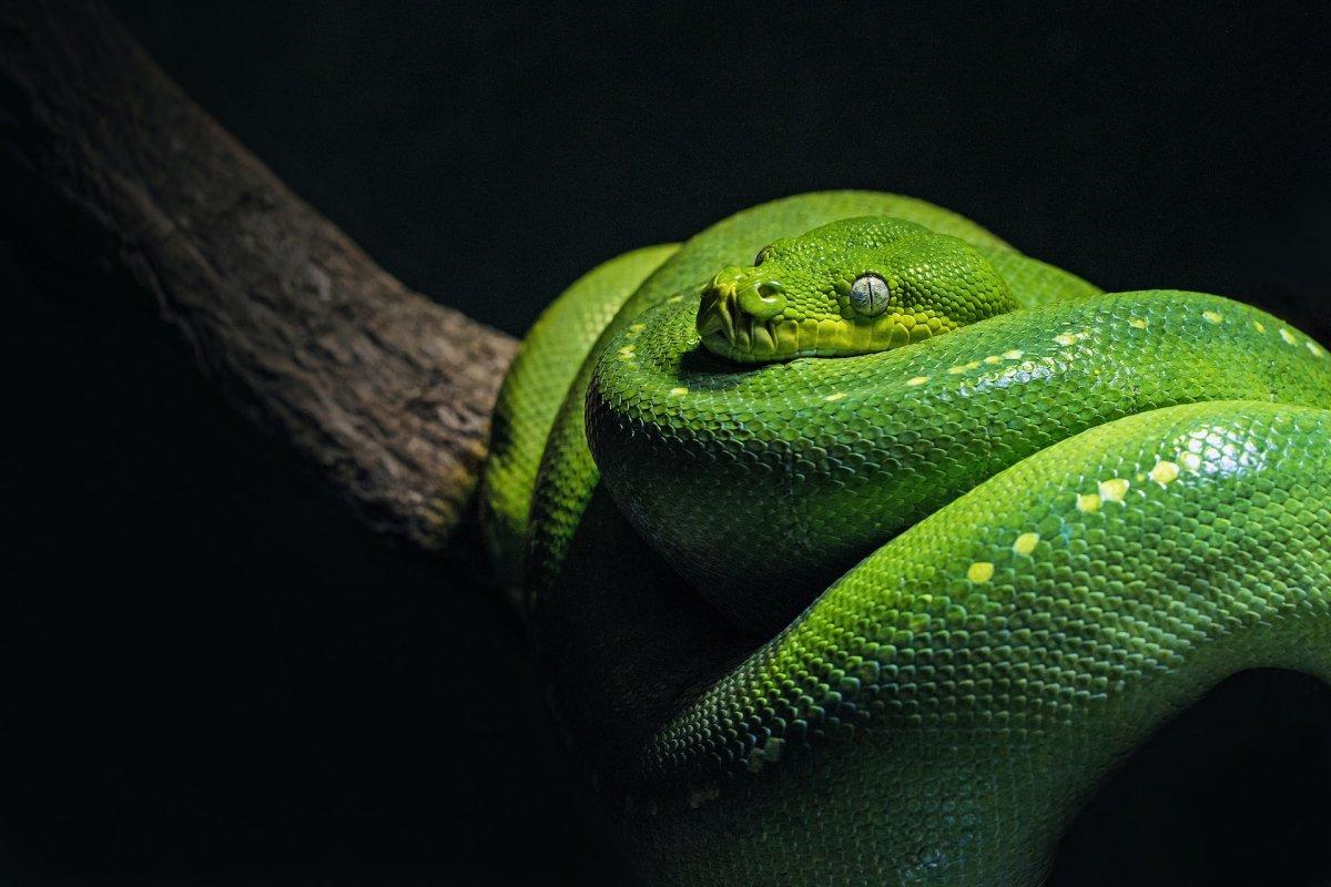 bamboo pit viper is one of the india animals
