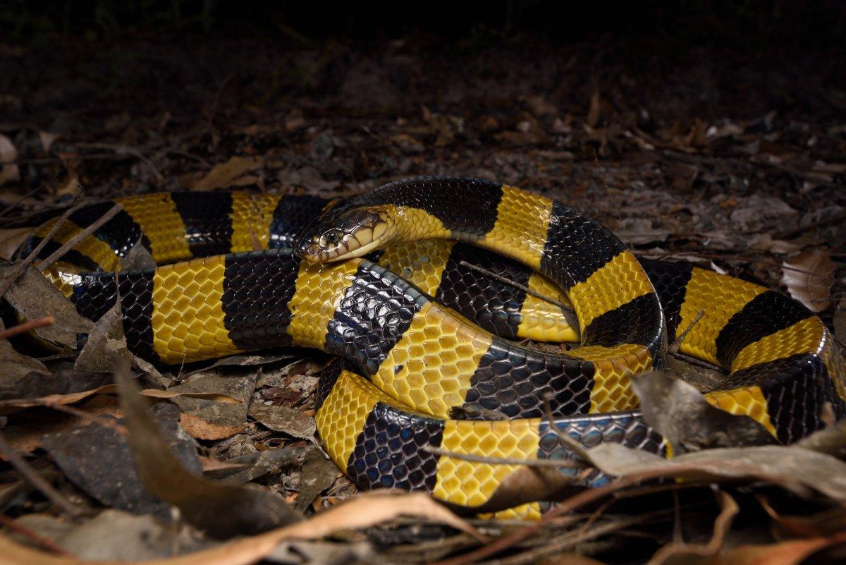 banded krait is among the animals singapore has on its land