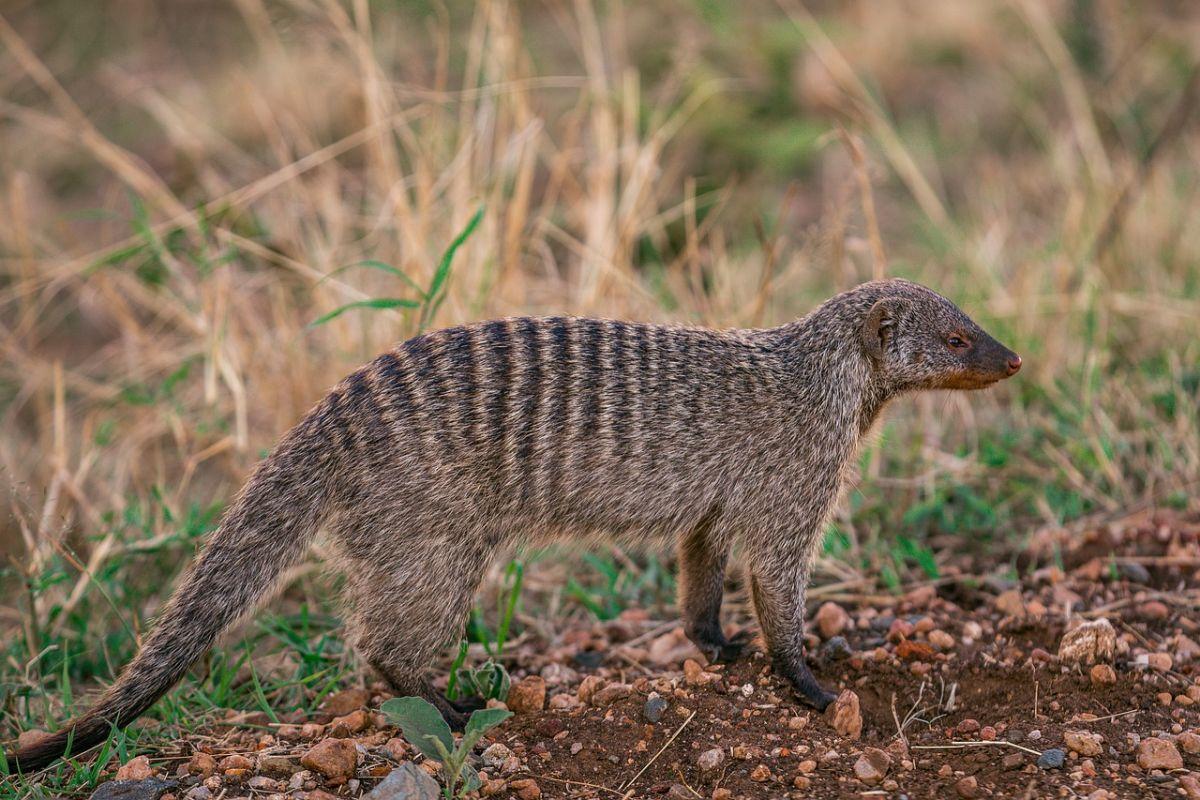 banded mongoose