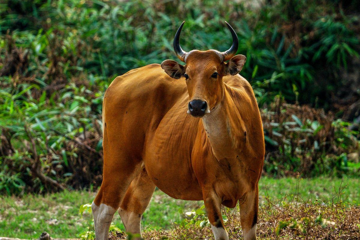banteng is one of the native animals of cambodia