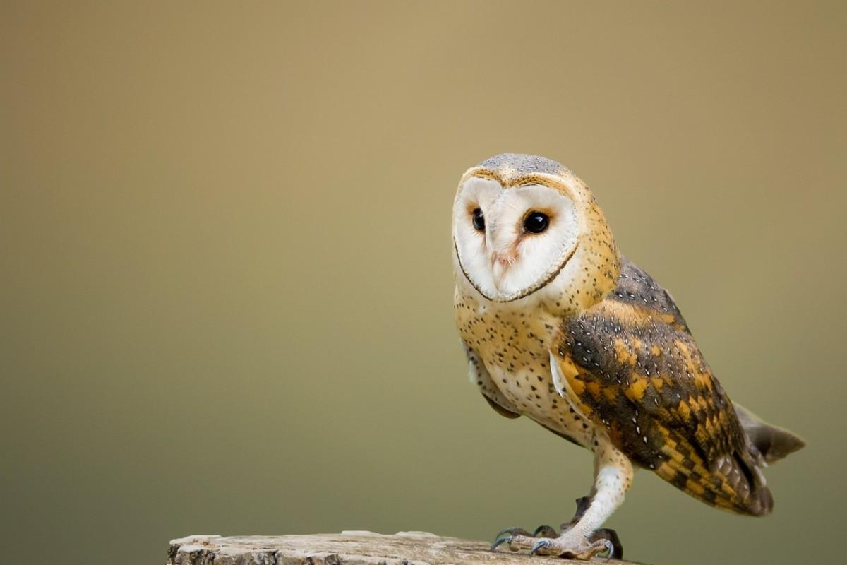 barn owl in the comoros