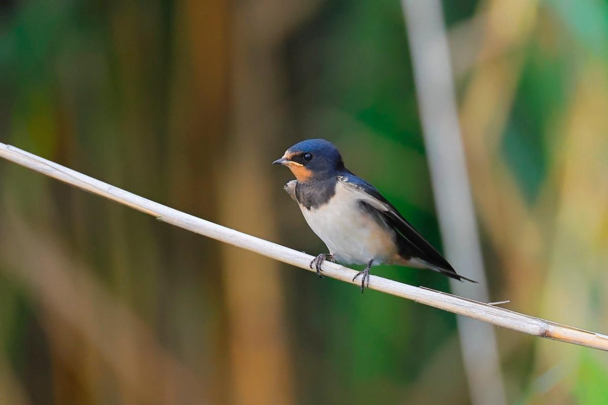 barn swallow is among the botswana animals
