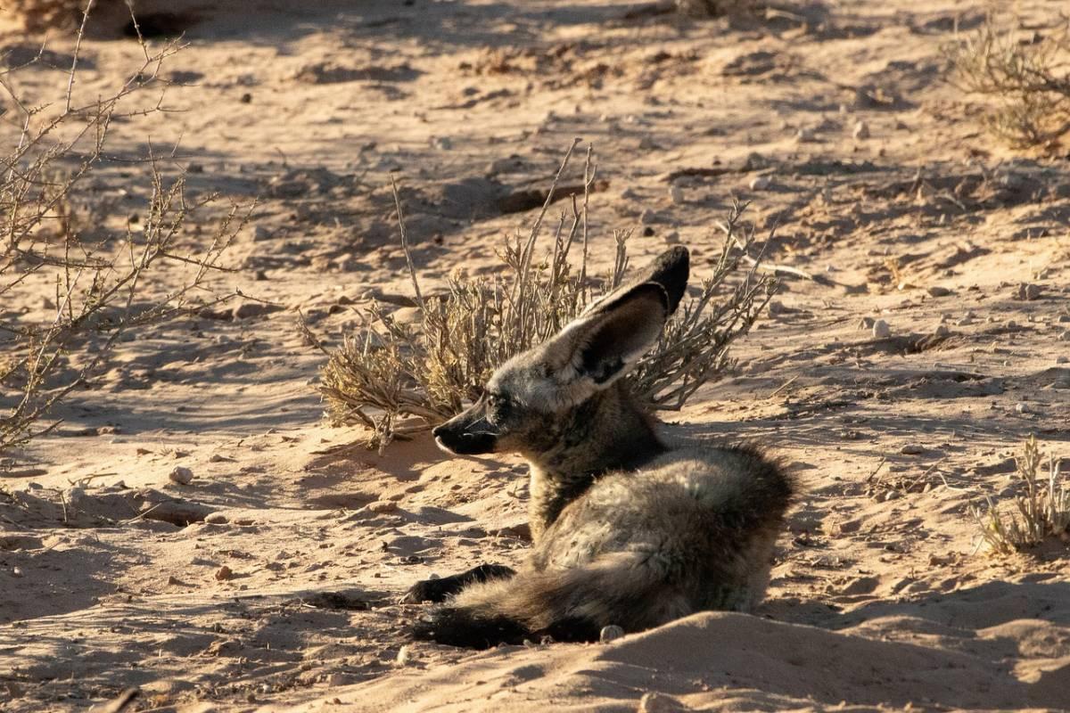 bat-eared fox is one of the animals that live in ethiopia