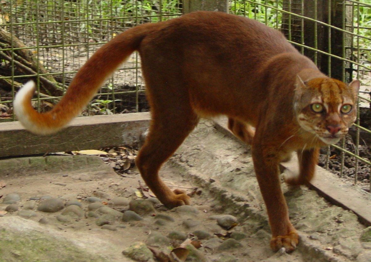 bay cat is a type of wild cat malaysia has on its land