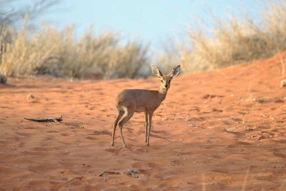 beira is part of djibouti wildlife