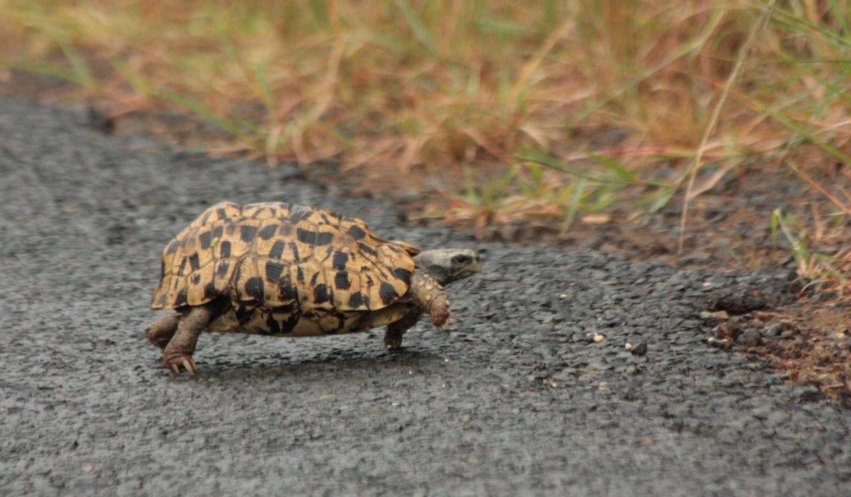 bell's hinge back tortoise is part of the madagascar animal life