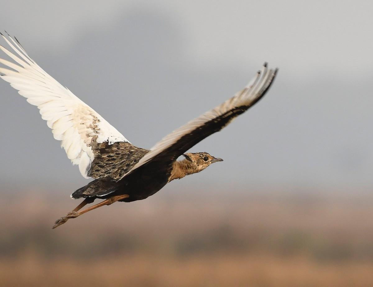 bengal florican is among the endangered animals of bangladesh