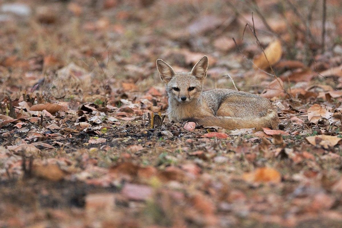 bengal fox is part of the nepal wildlife