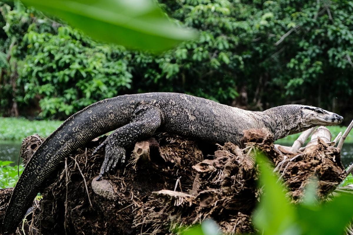 bengal monitor is one of the laos animals