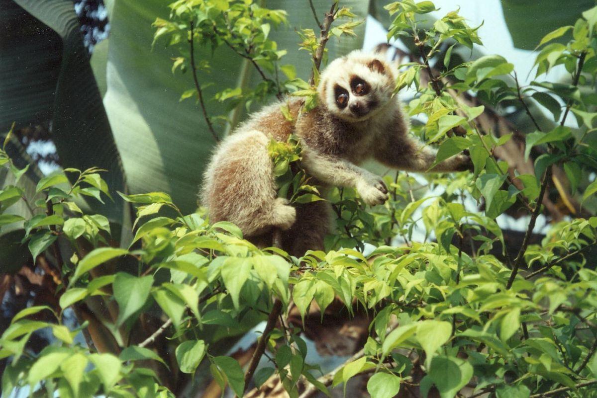 bengal slow loris is one of myanmar animals