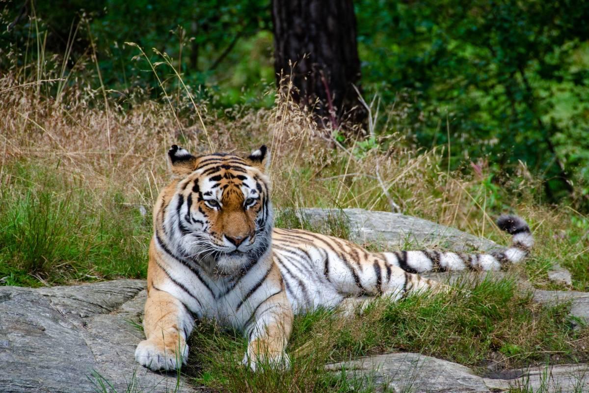 bengal tiger is part of the wildlife in nepal