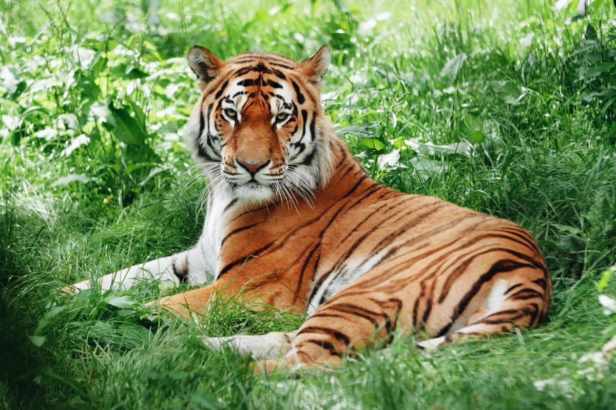 bengal tiger is the state animal of india