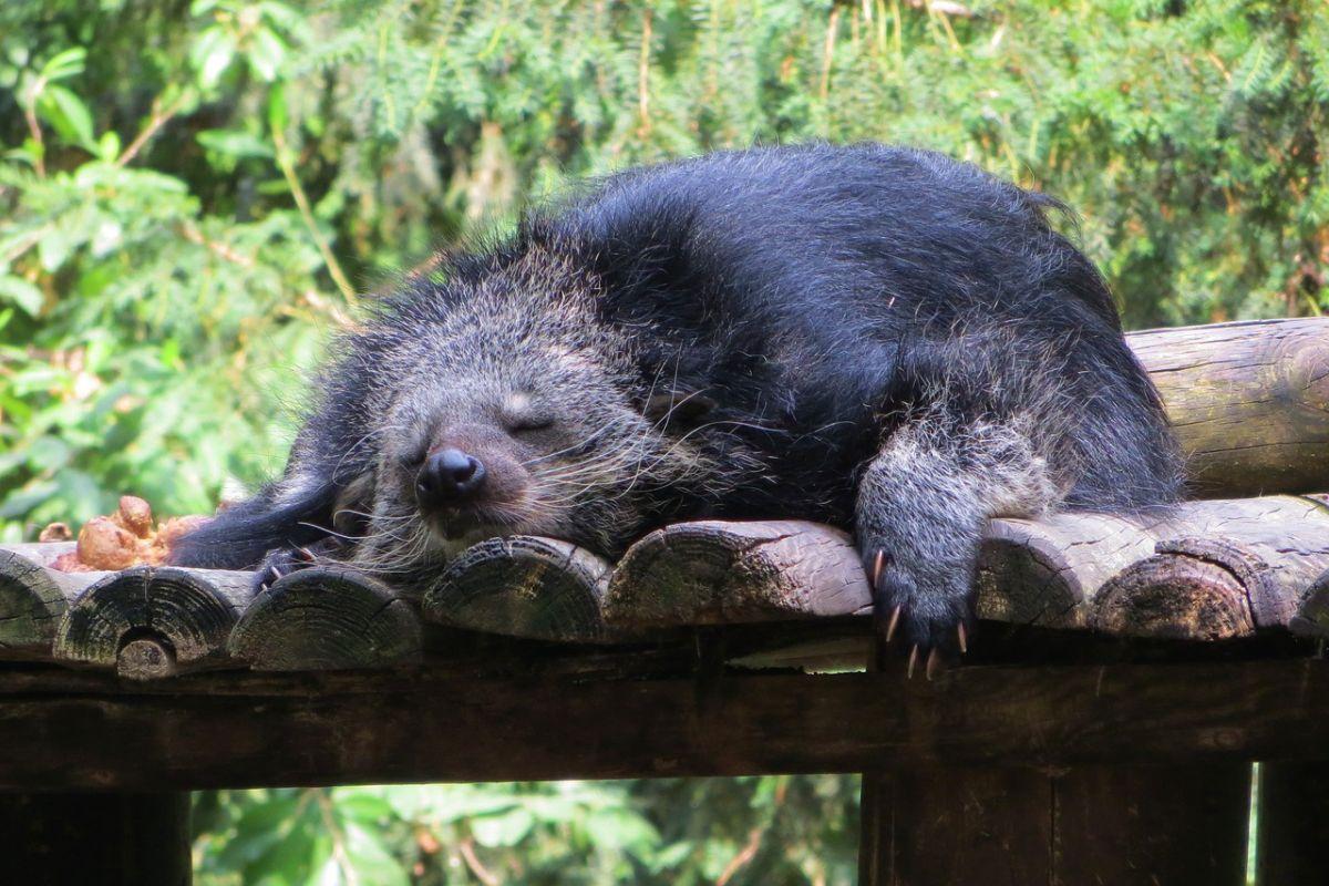 binturong