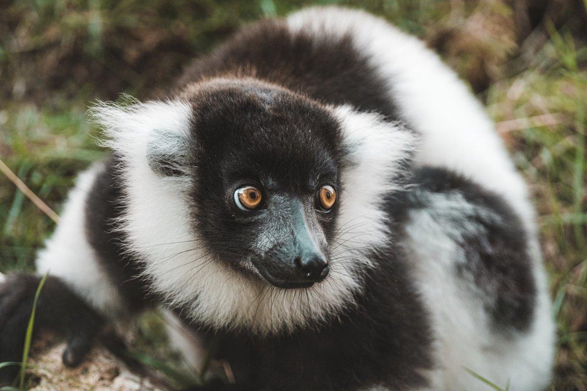 black-and-white ruffed lemur is one of the native animals of madagascar