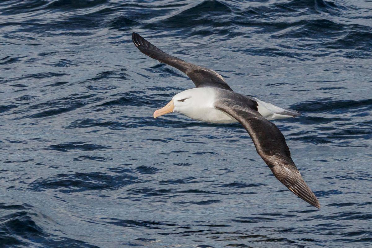 black-browed albatross is part of the madagascar animals list